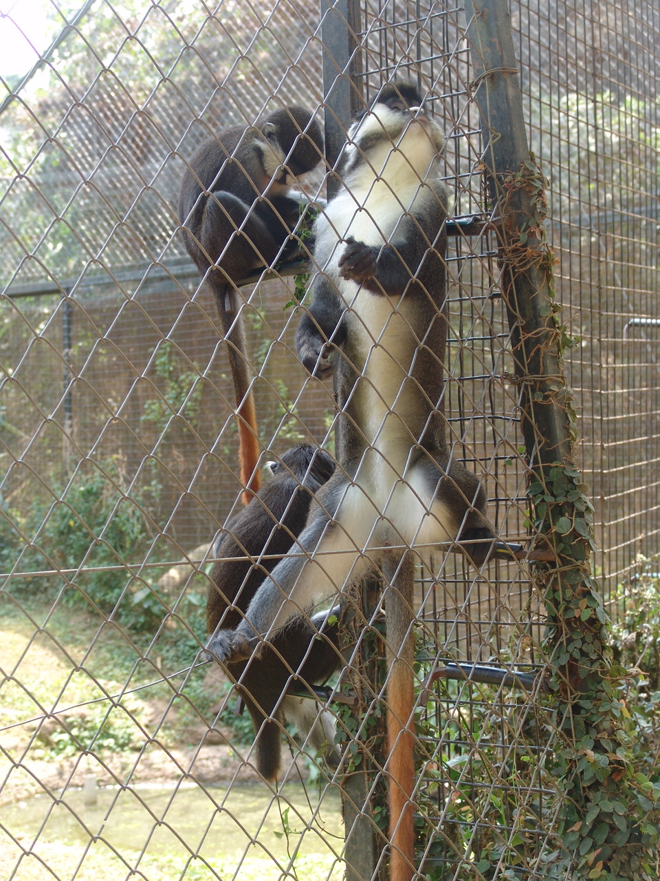 Schmidt's Guenon (Cercopithecus ascanius) aka Red-Tailed Monkey