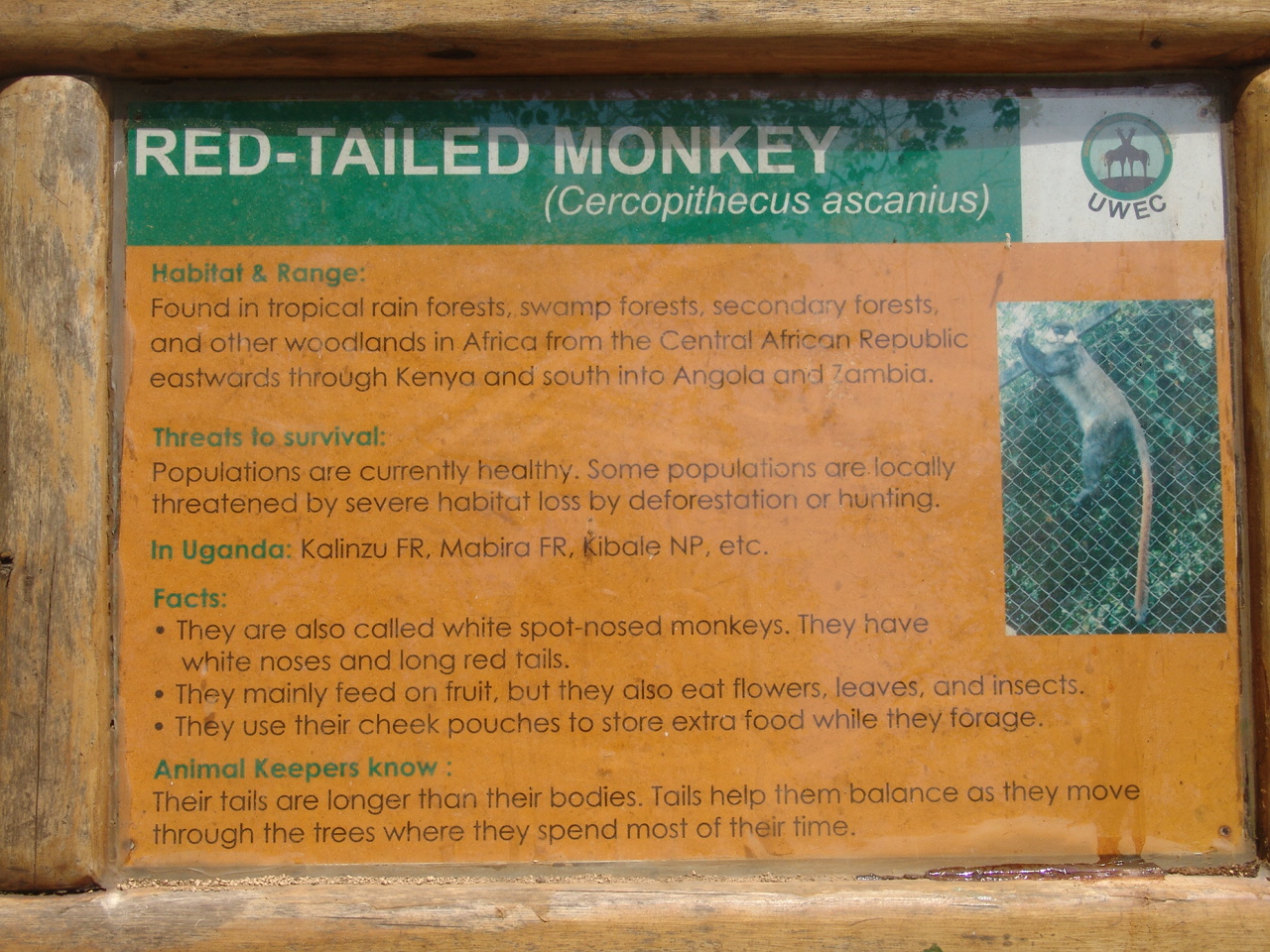 Schmidt's Guenon (Cercopithecus ascanius) aka Red Tailed Monkey