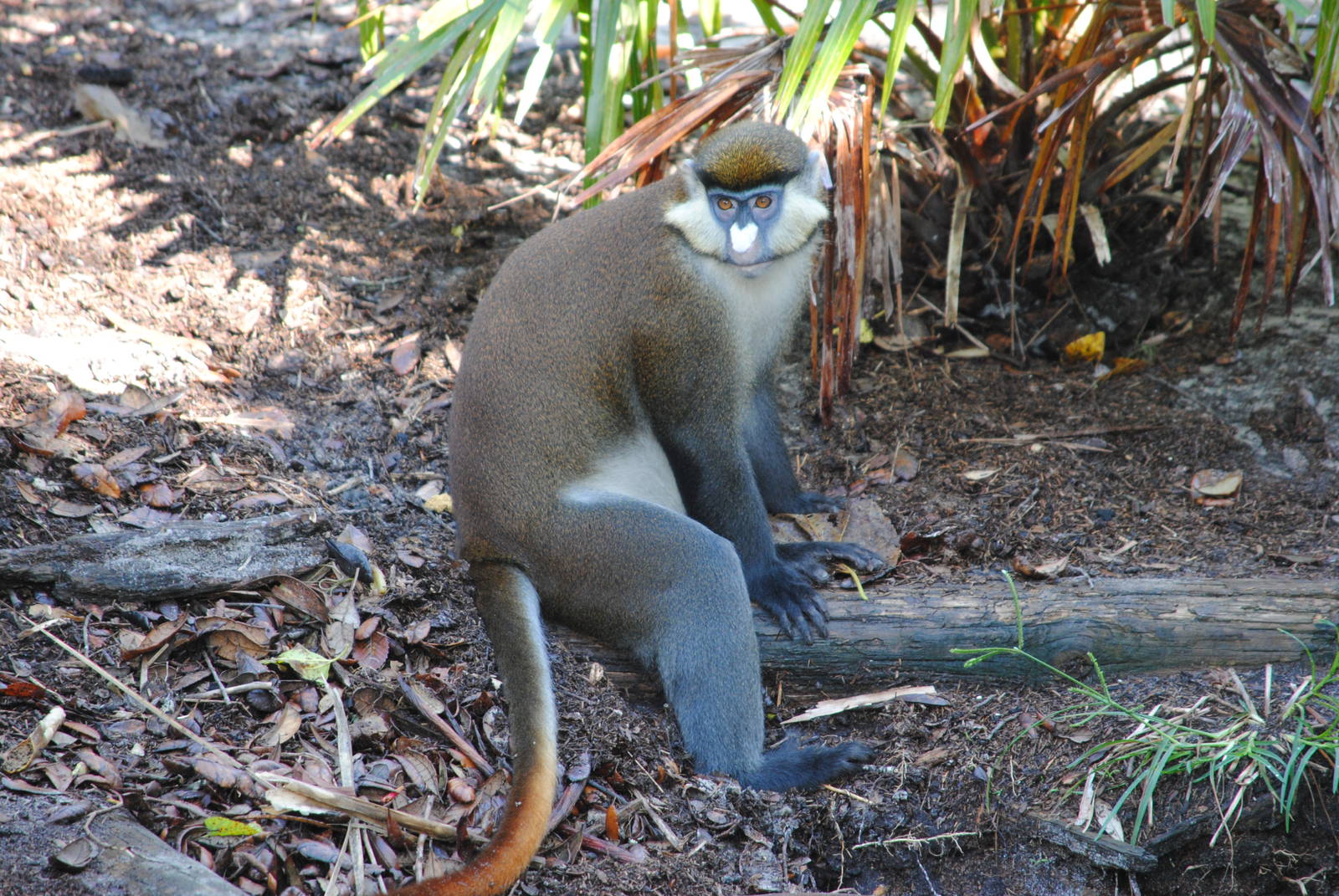 Schmidt's Guenon