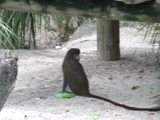 Schmidt's Guenon