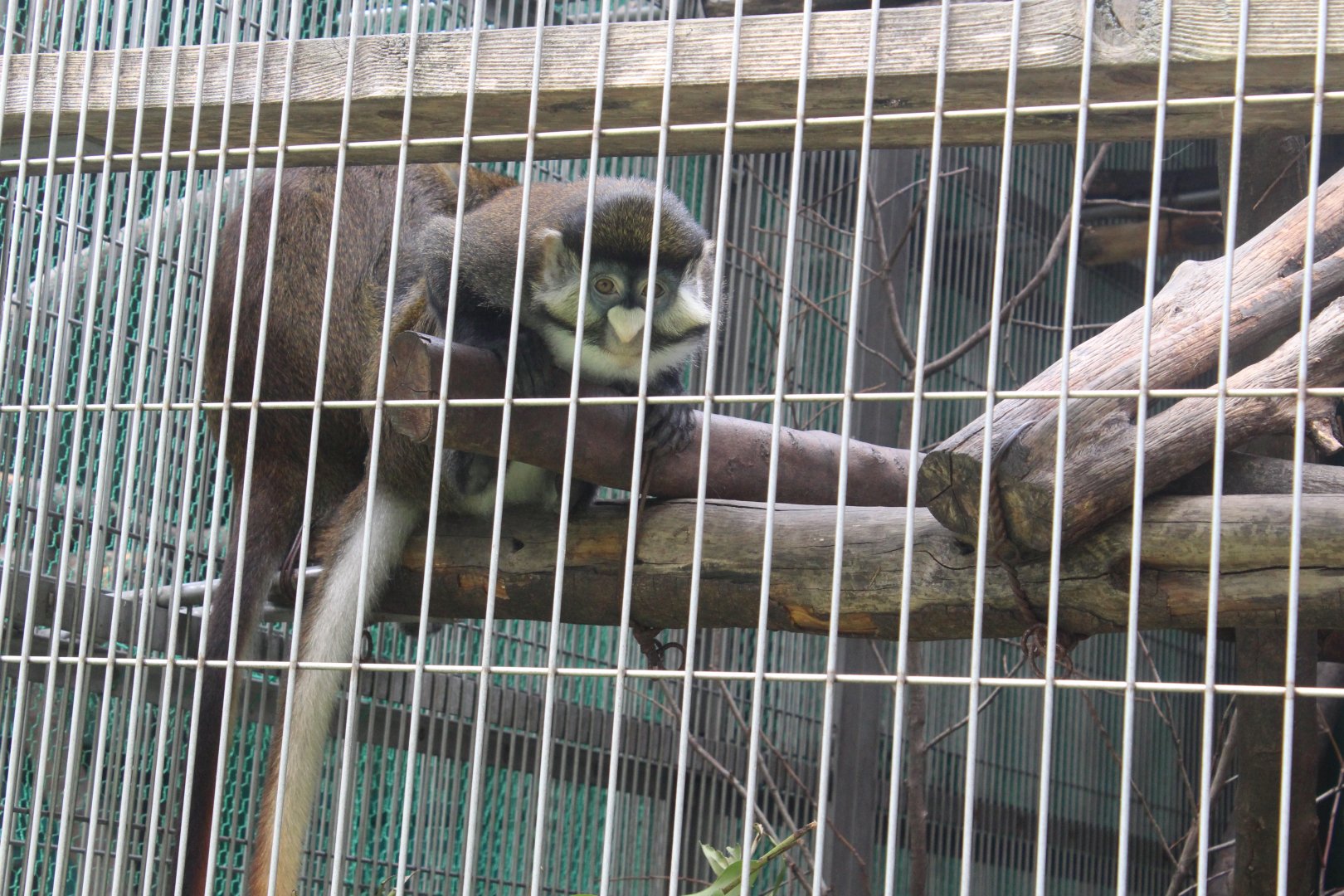 Schmidt's guenon