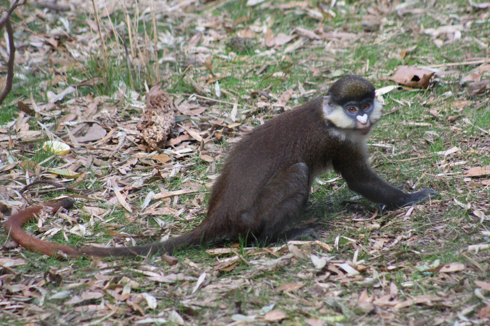 Schmidt's Guenon
