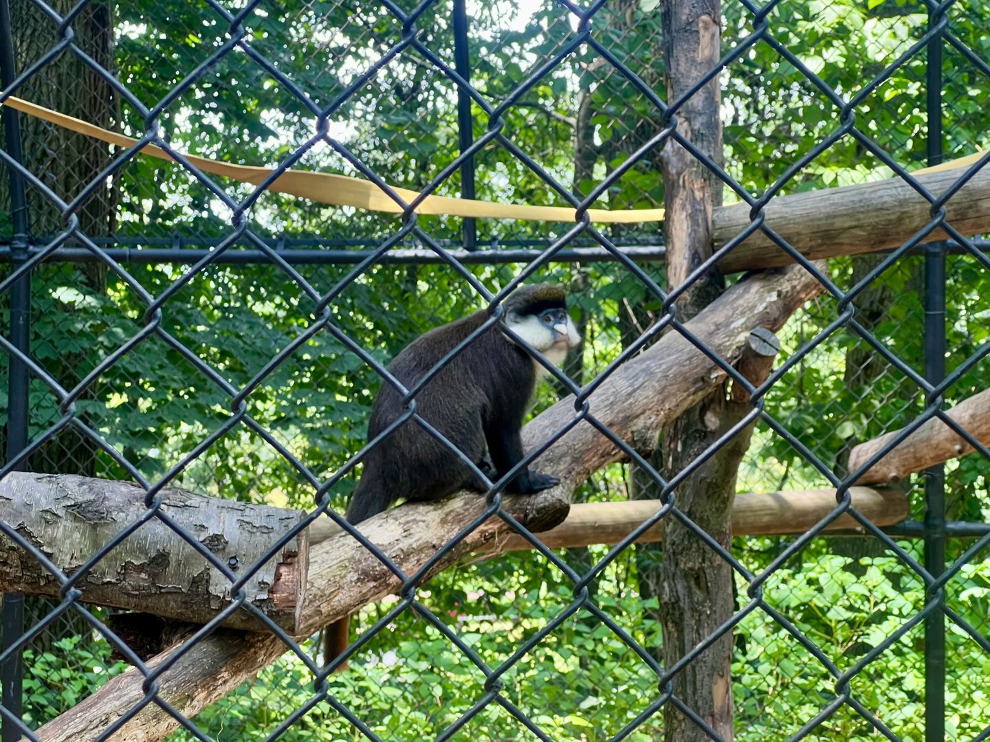 Schmidt’s Guenon