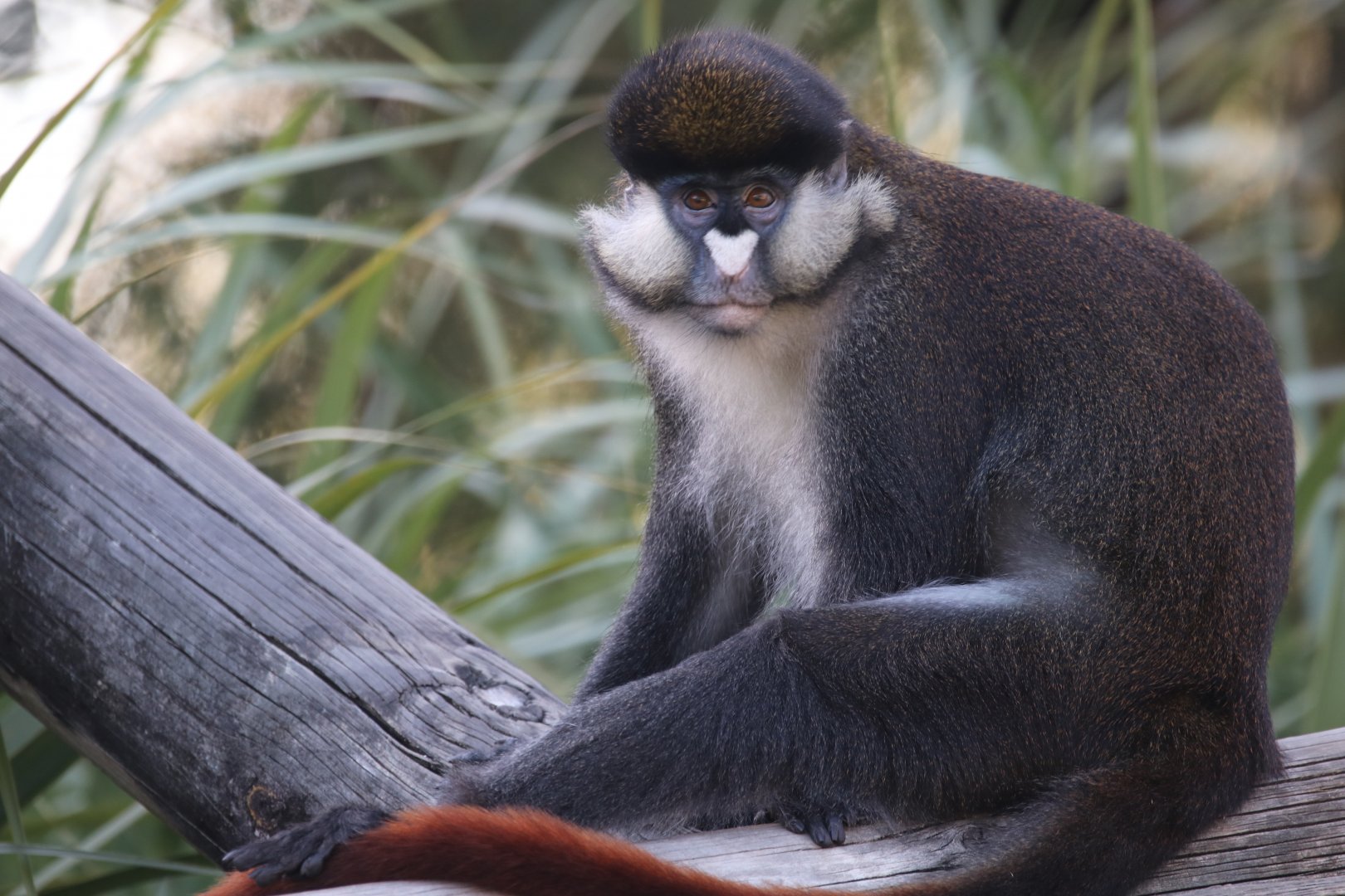 Schmidt's guenon