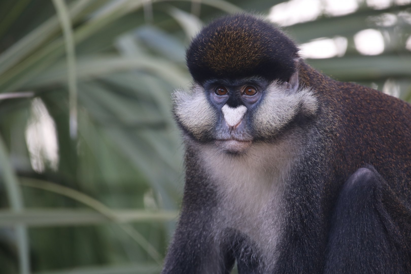 Schmidt's guenon