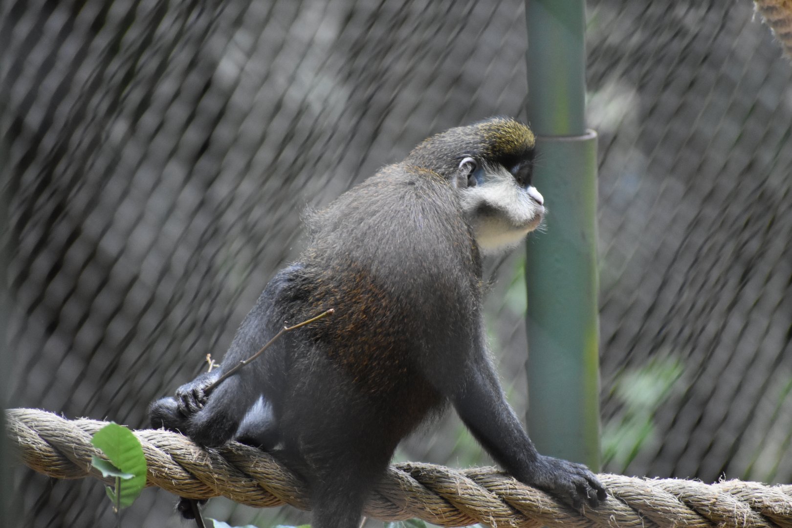 Schmidt's Guenon
