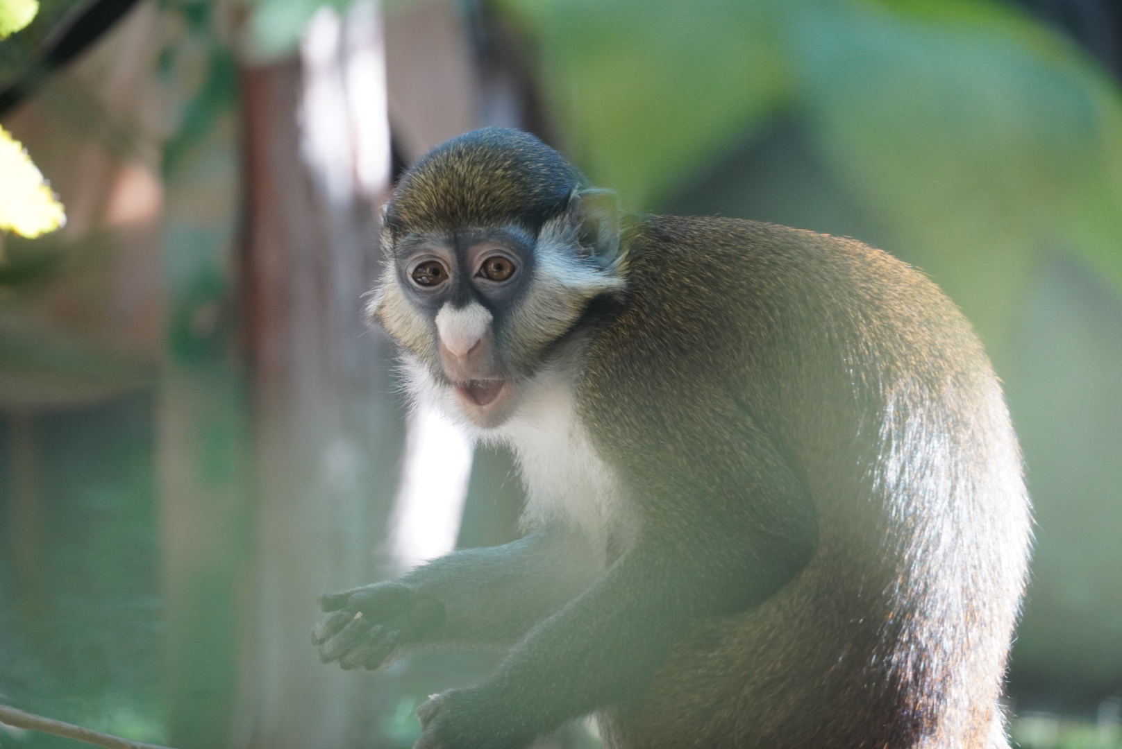 Schmidt’s Guenon