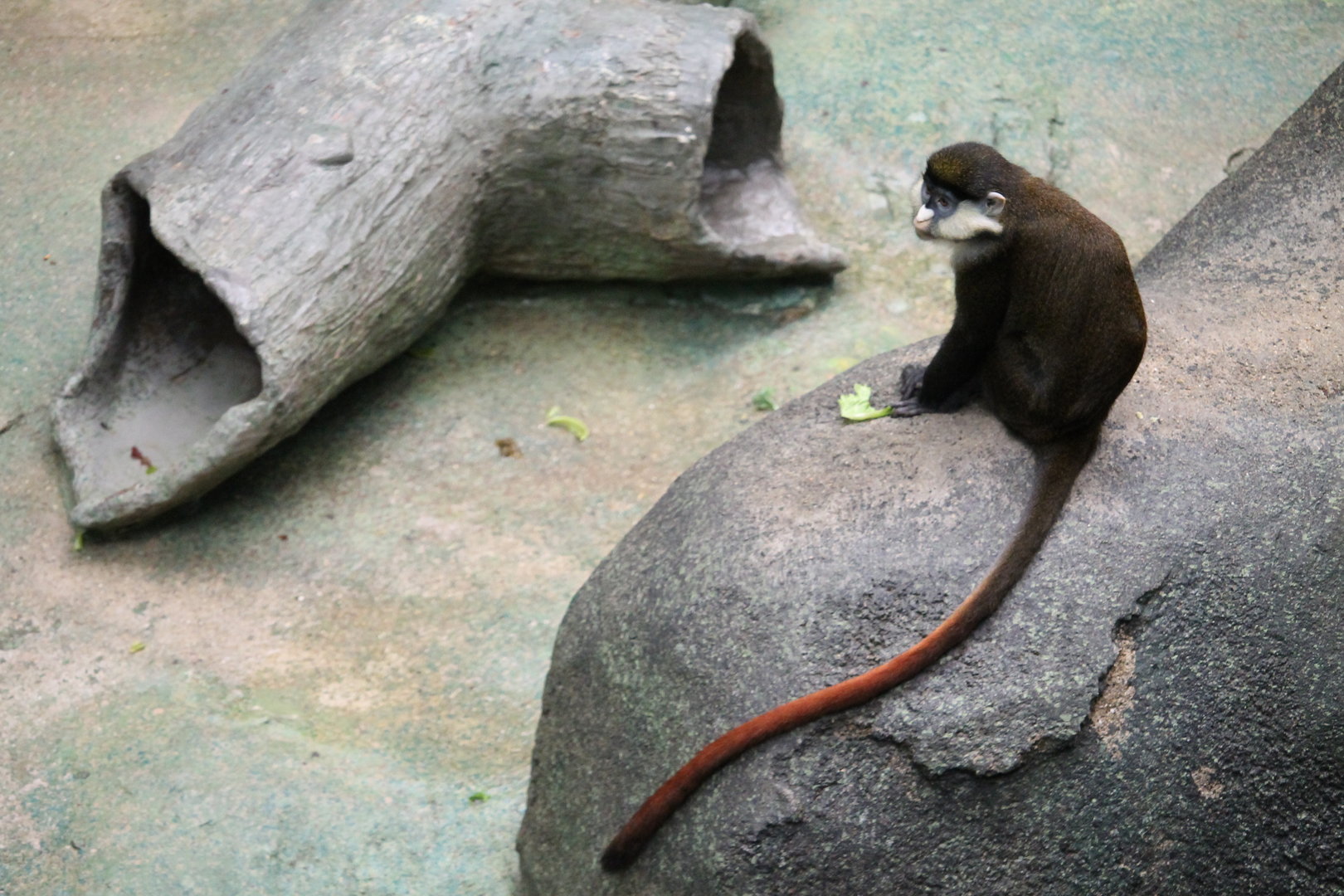 Schmidt’s Red-tailed Guenon (Cercopithecus ascanius schmidti)