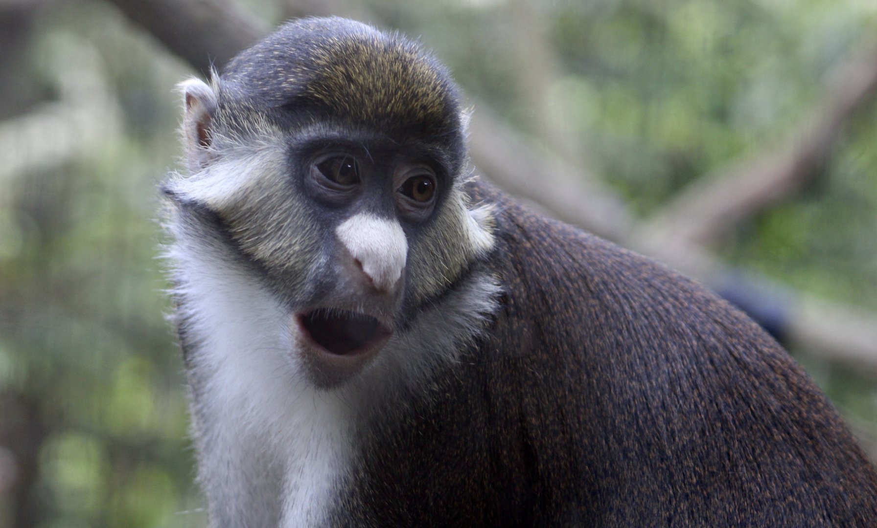 Schmidt's Red-Tailed Guenon (Cercopithecus ascanius schmidti)