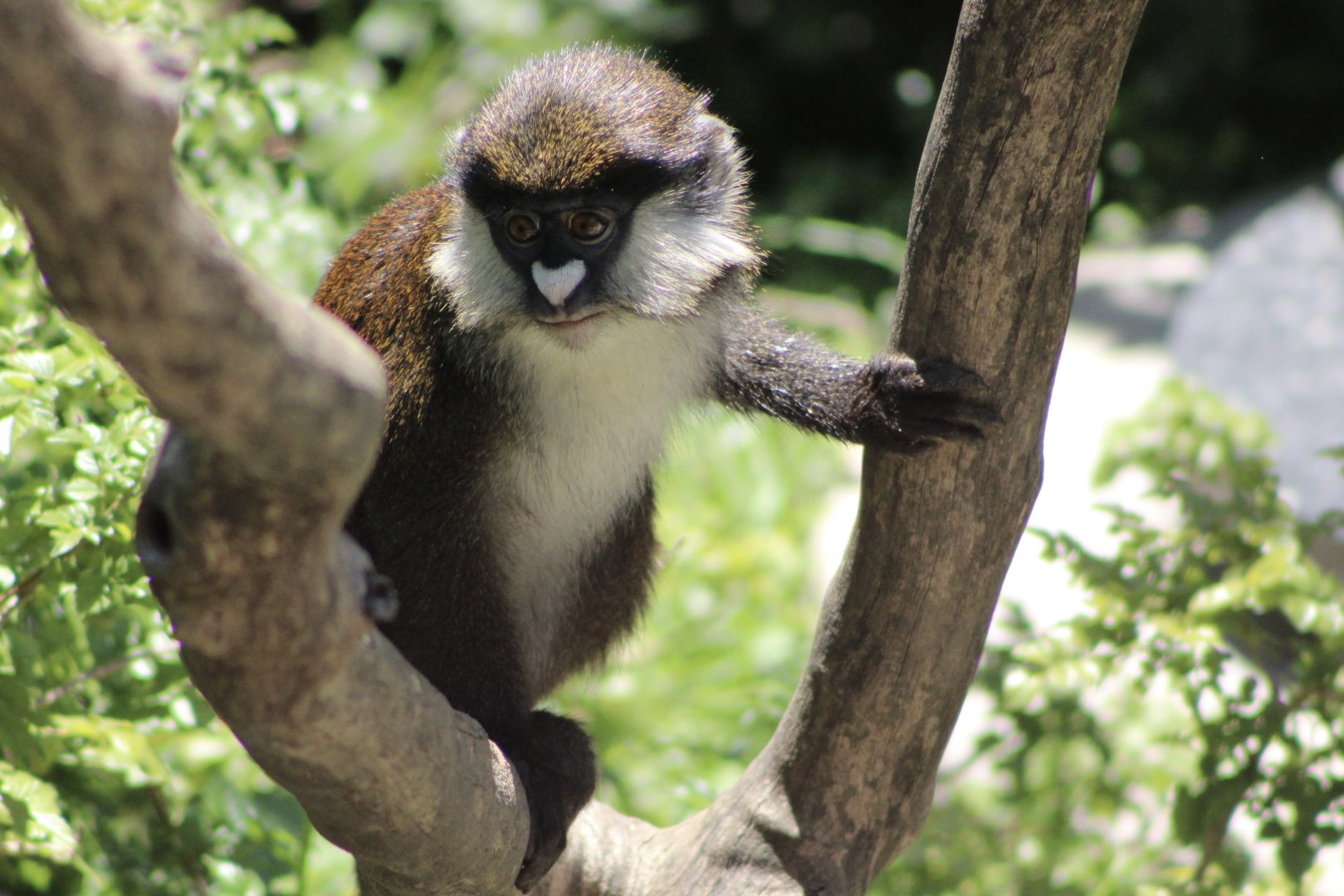 Schmidt’s Red-Tailed Guenon (Cercopithecus ascanius)