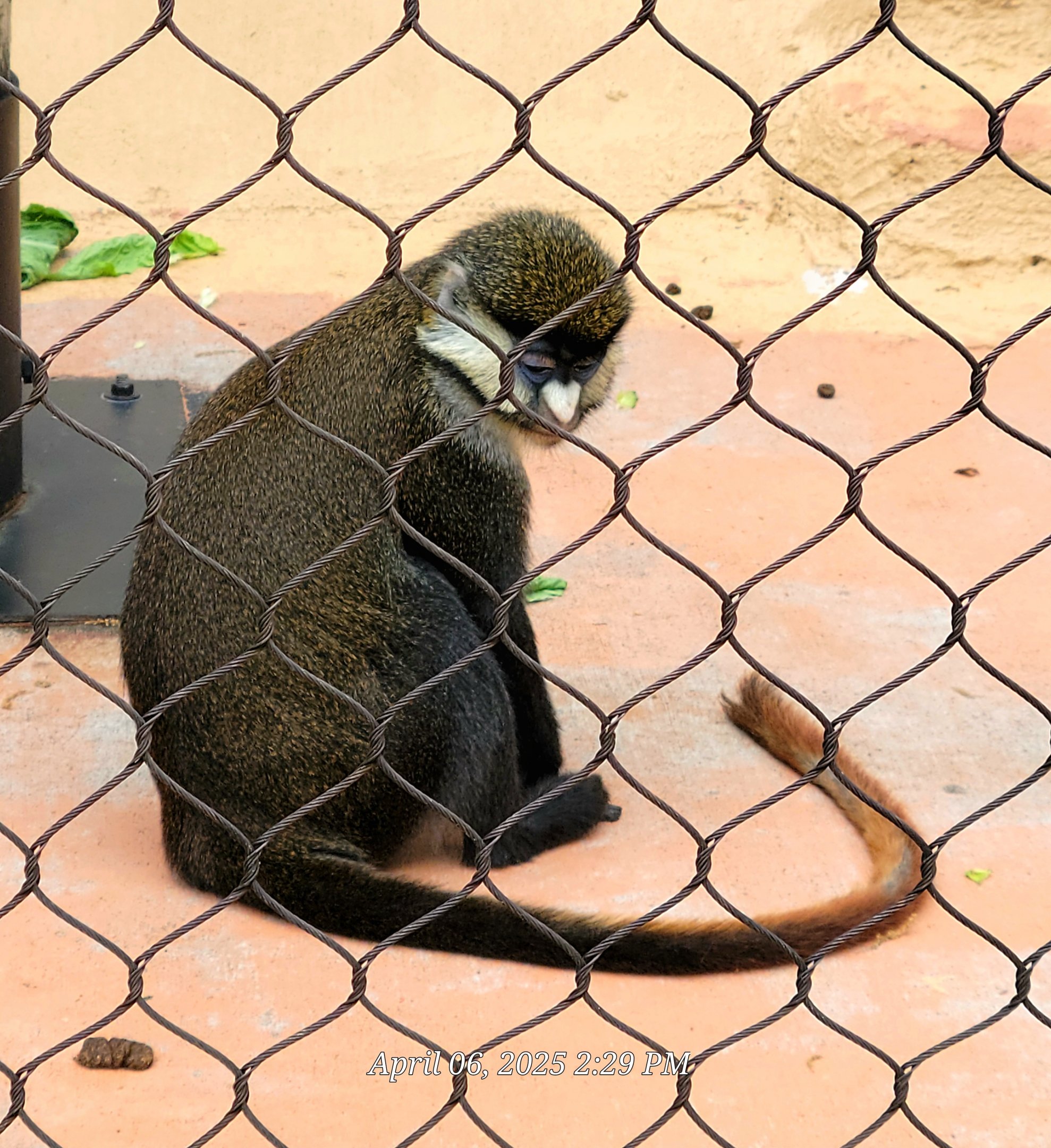 Schmidt's Red-Tailed Guenon-Greenville Zoo April 2025