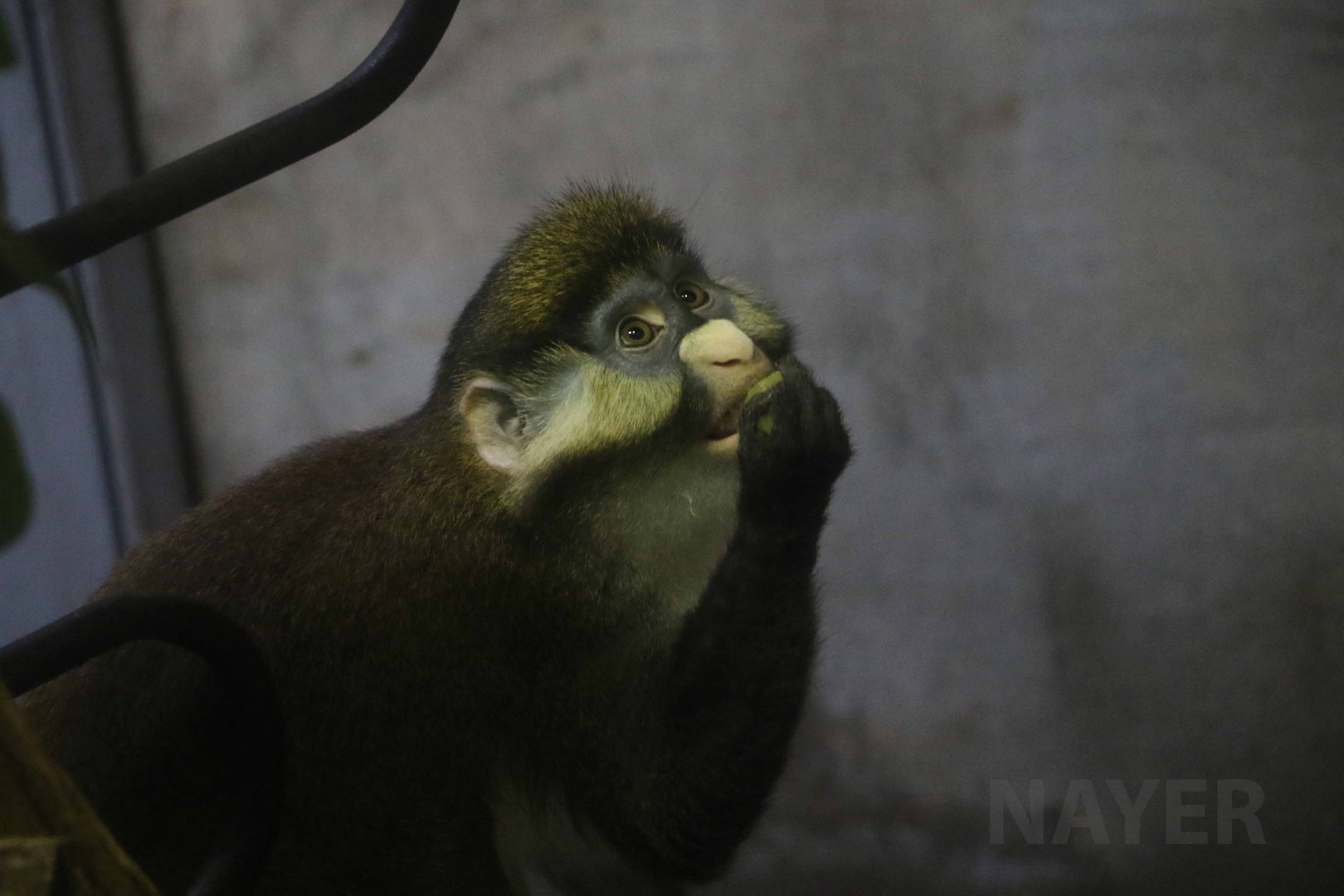 Schmidt's red-tailed guenon, October 2017