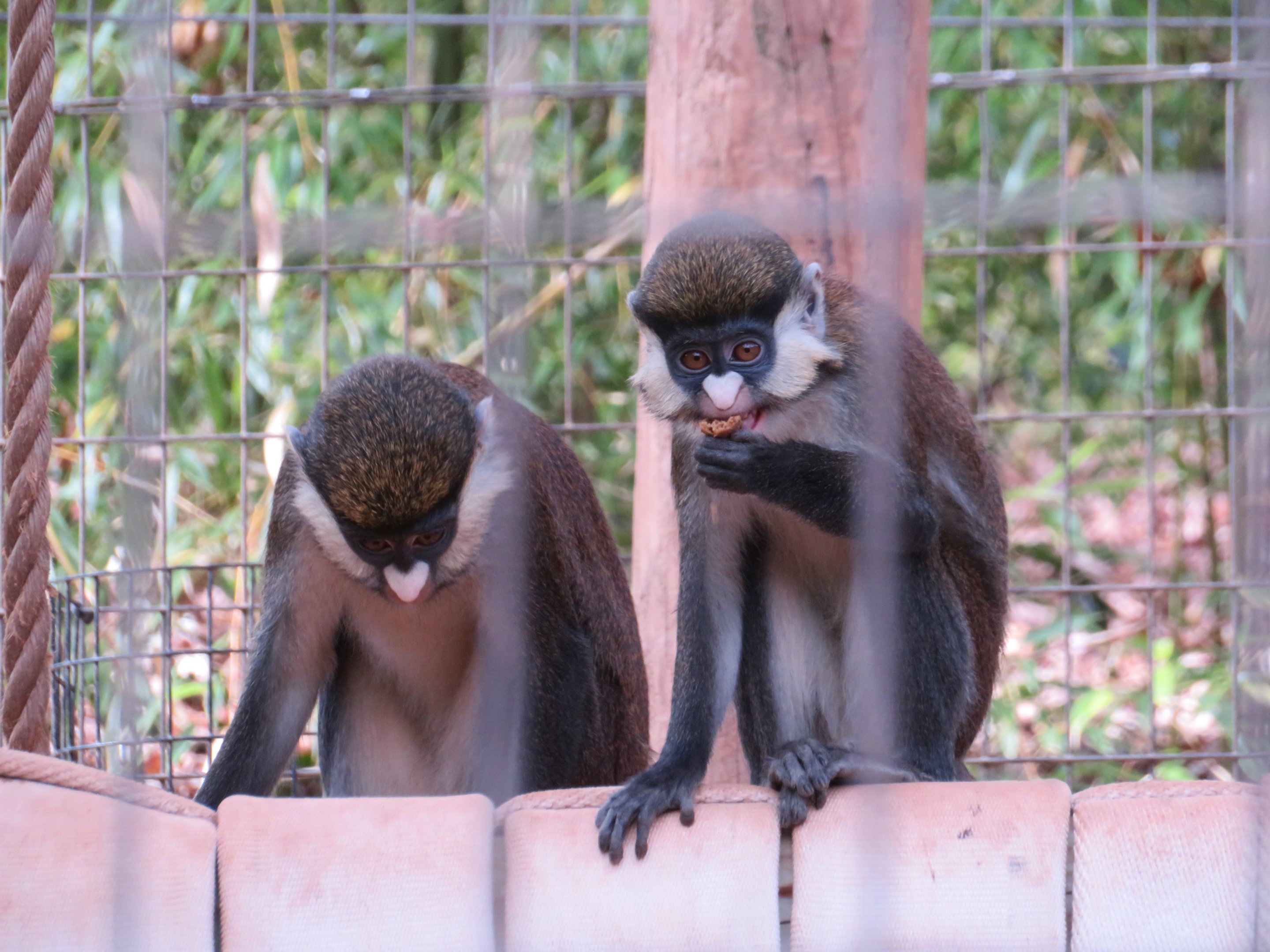 Schmidt's Red-tailed Guenon