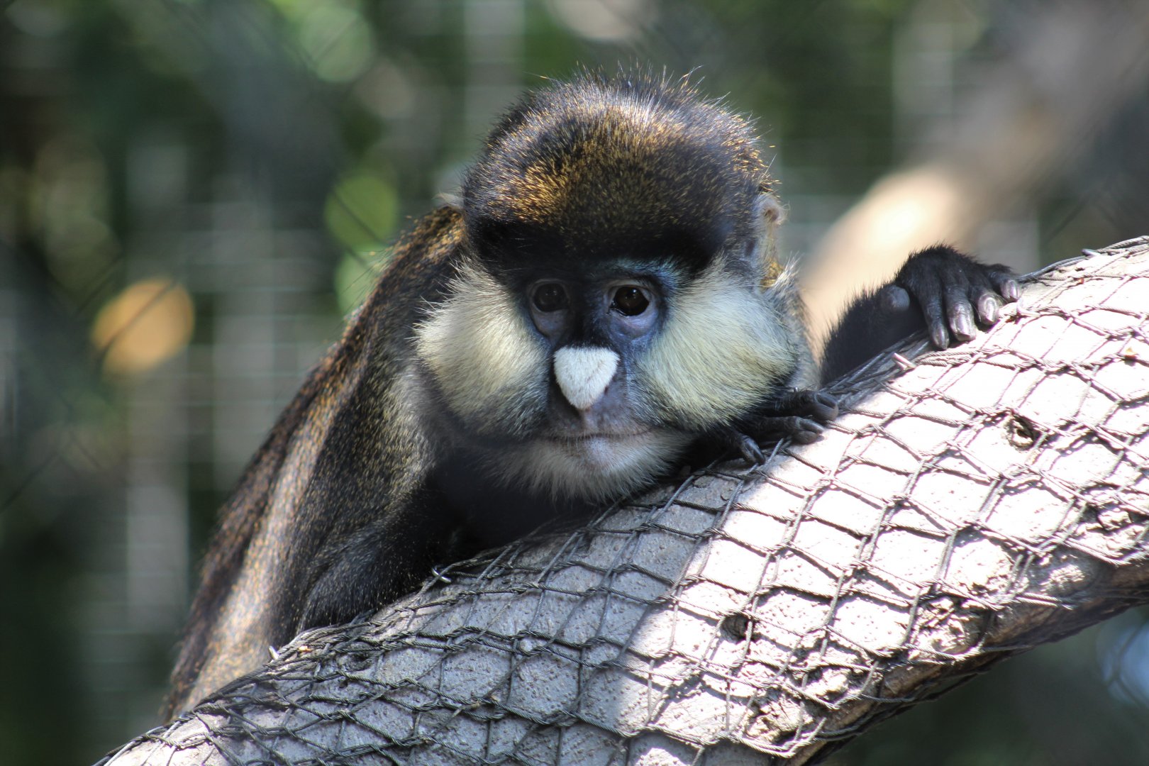 Schmidt's Red-Tailed Guenon