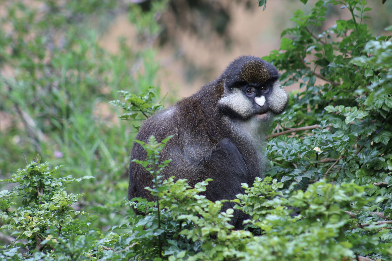 Schmidt's Red-Tailed Guenon
