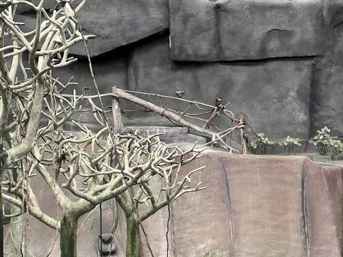 Schmidt’s Red-Tailed Guenon