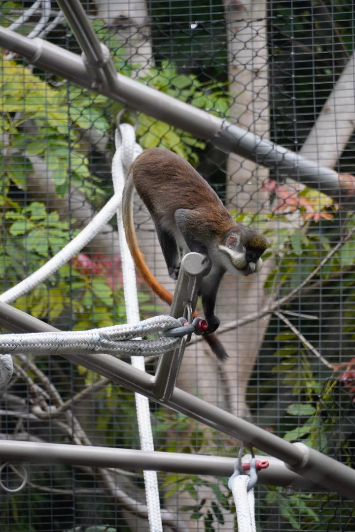 Schmidt’s Red-Tailed Guenon