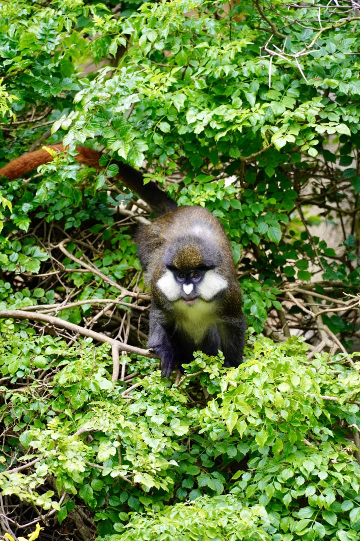 Schmidt’s Red-Tailed Guenon