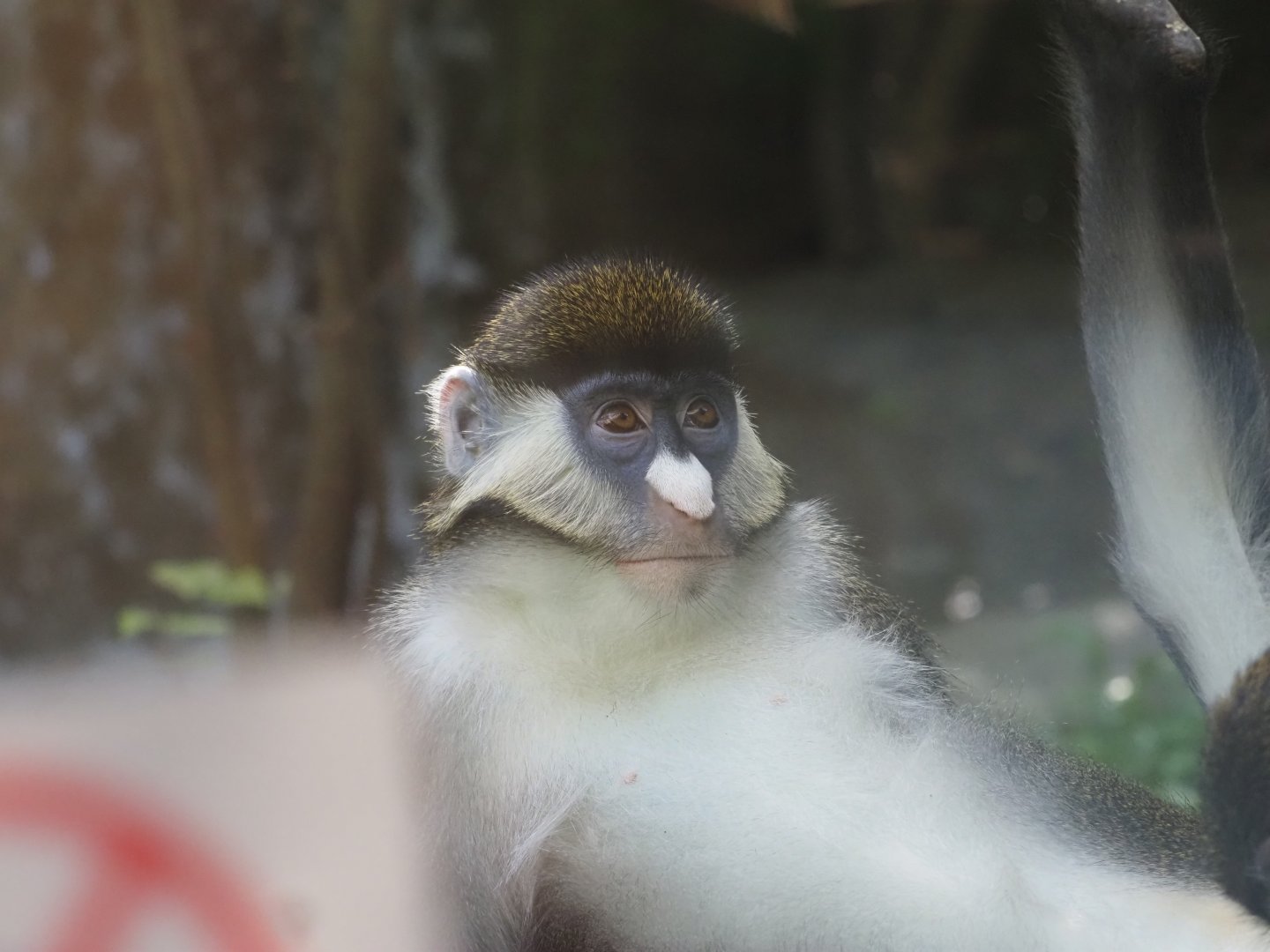 Schmidt's Red-Tailed Guenon