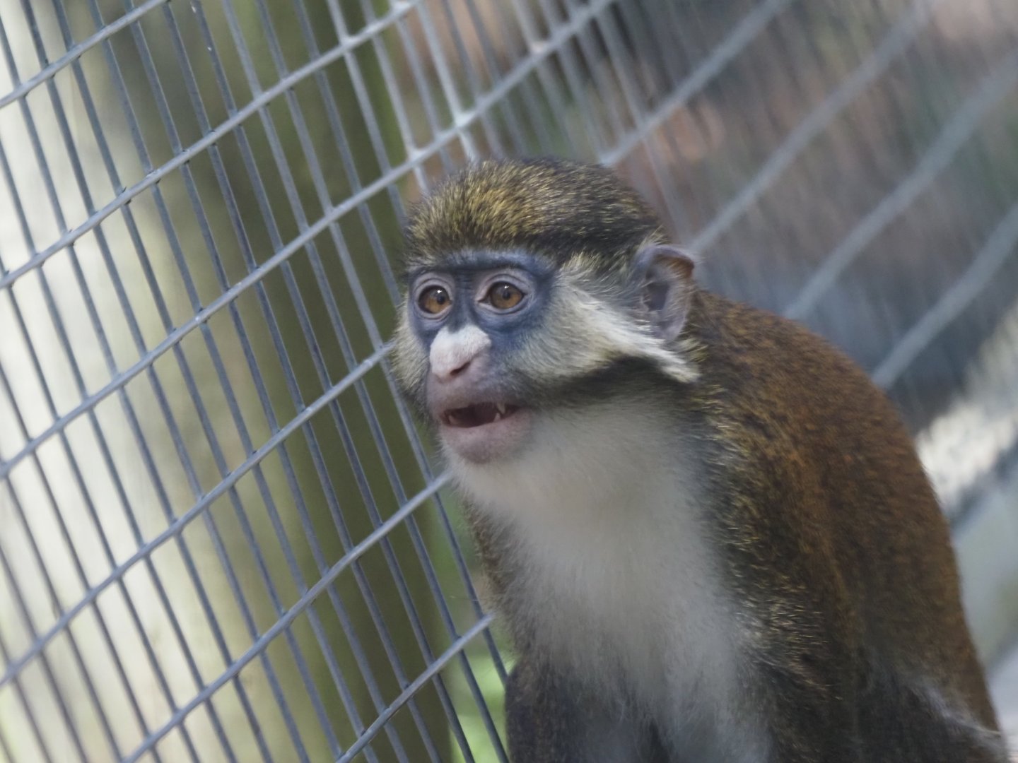 Schmidt's Red-Tailed Guenon