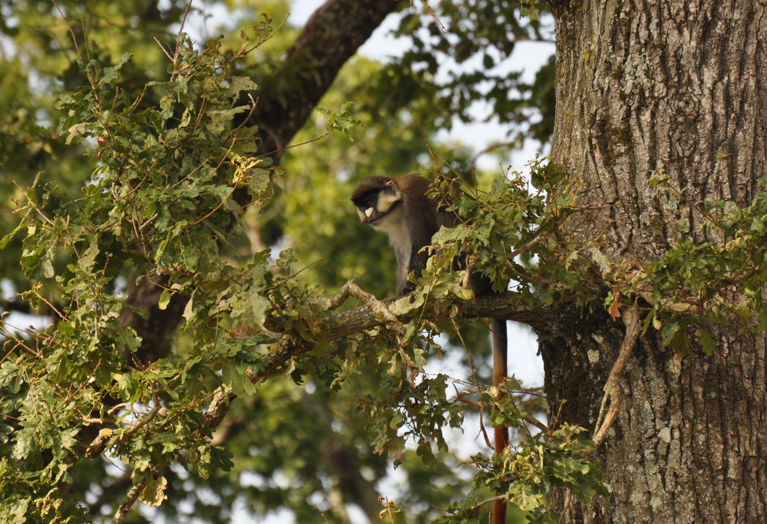 Schmidt’s red-tailed monkey (Cercopithecus ascanius schmidti)