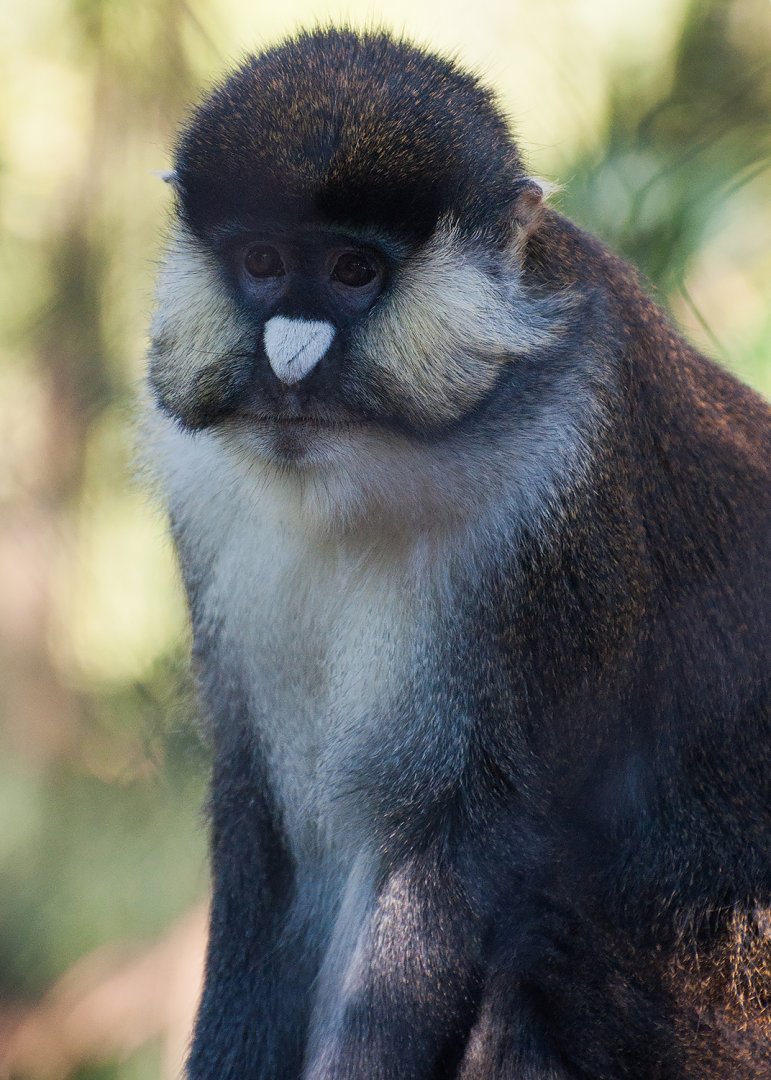 Schmidt's red-tailed monkey (Cercopithecus ascanius schmidti)