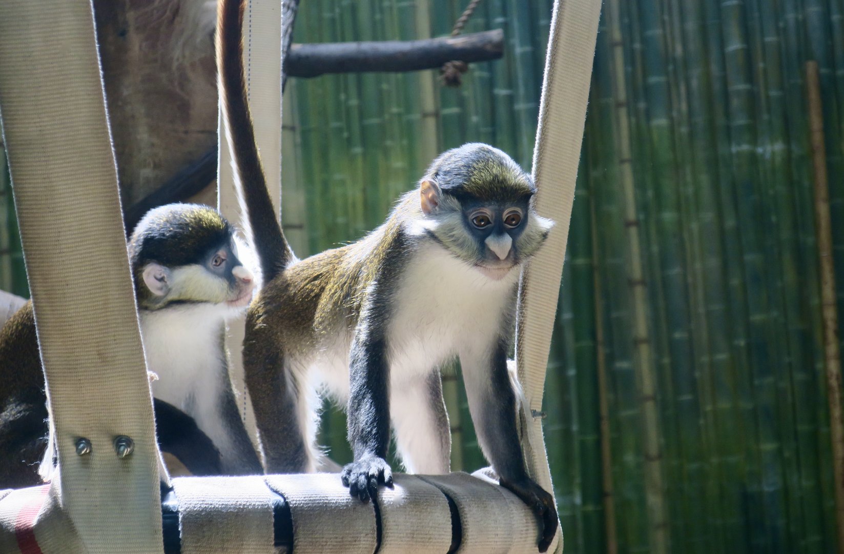Schmidt's Red-Tailed Monkey (Cercopithecus ascanius schmidti)