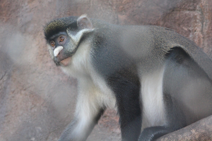 Schmidt's red-tailed monkey (Cercopithecus ascanius schmidti)
