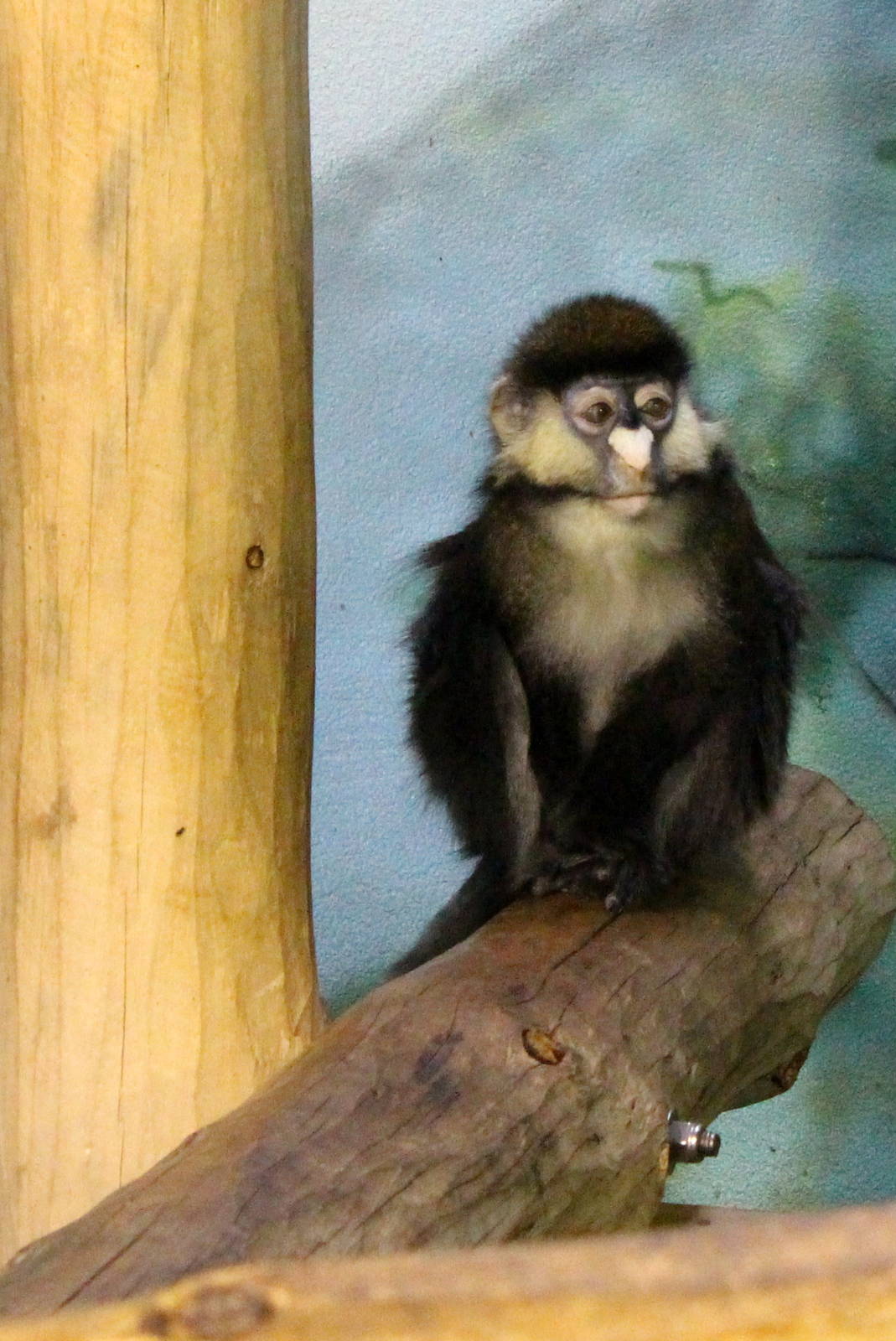 Schmidt's Red-tailed Monkey