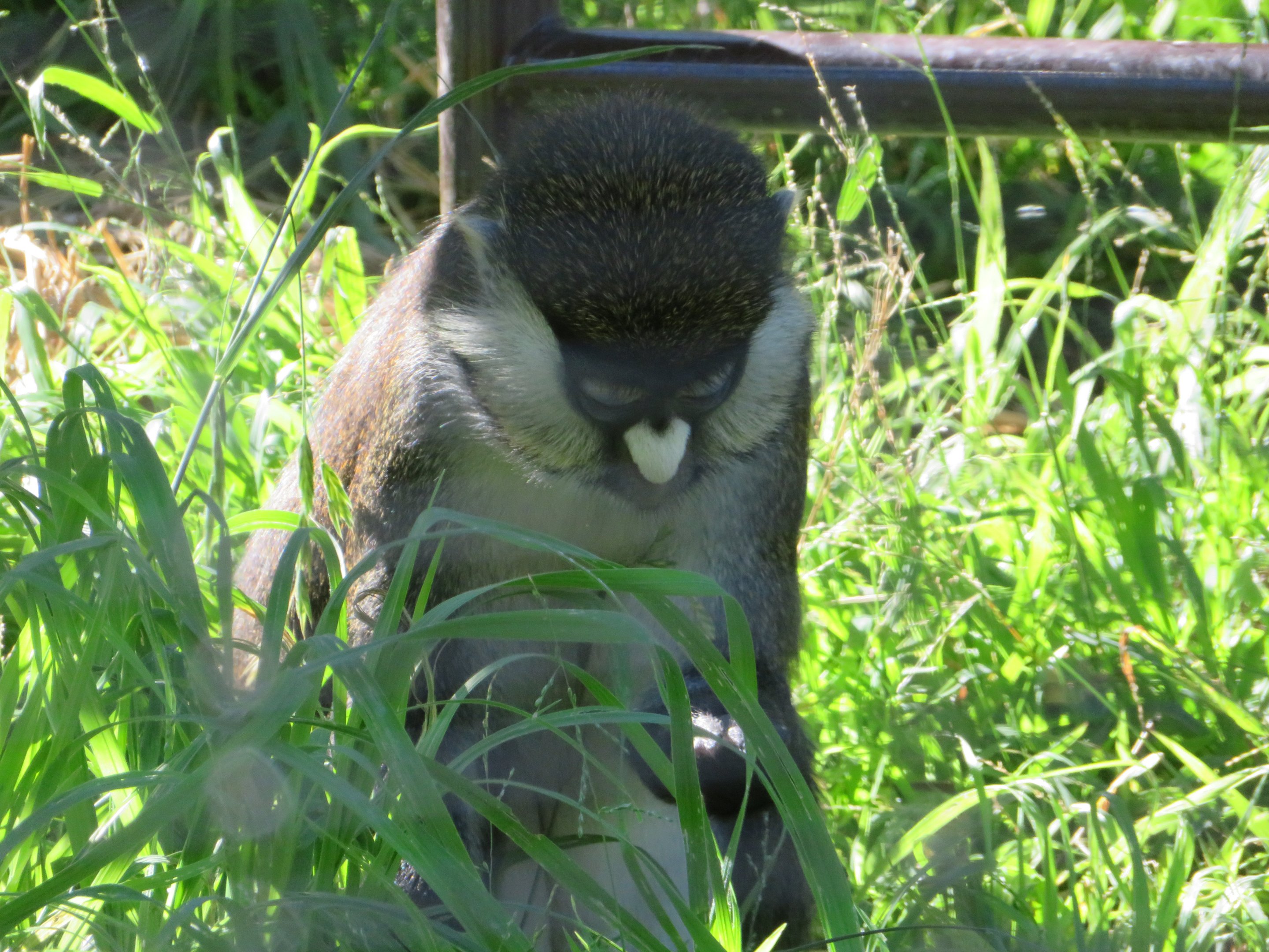 Schmidt's Red-tailed Monkey