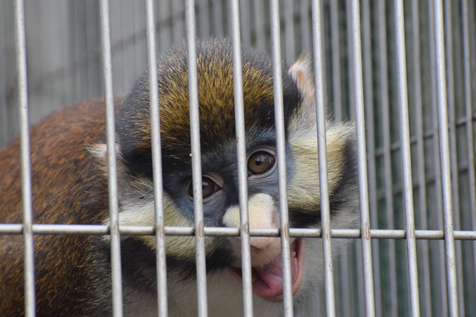 Schmidt's red-tailed monkey
