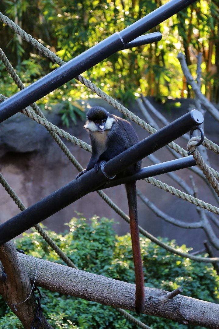 Schmidt’s Red-tailed Monkey