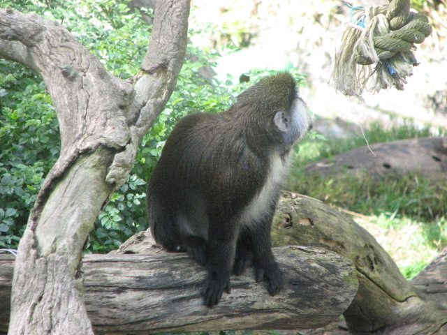 Schmidt's Spot-nosed Guenon