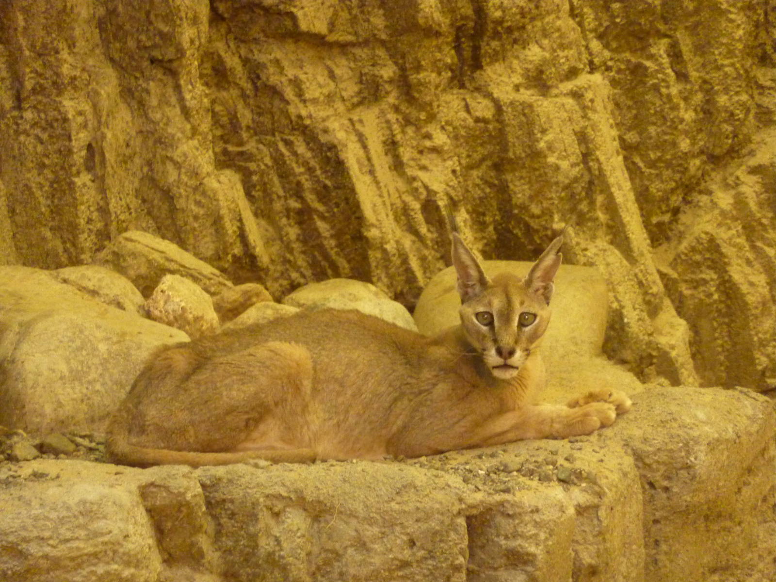 Schmidtz's caracal, December 2011.