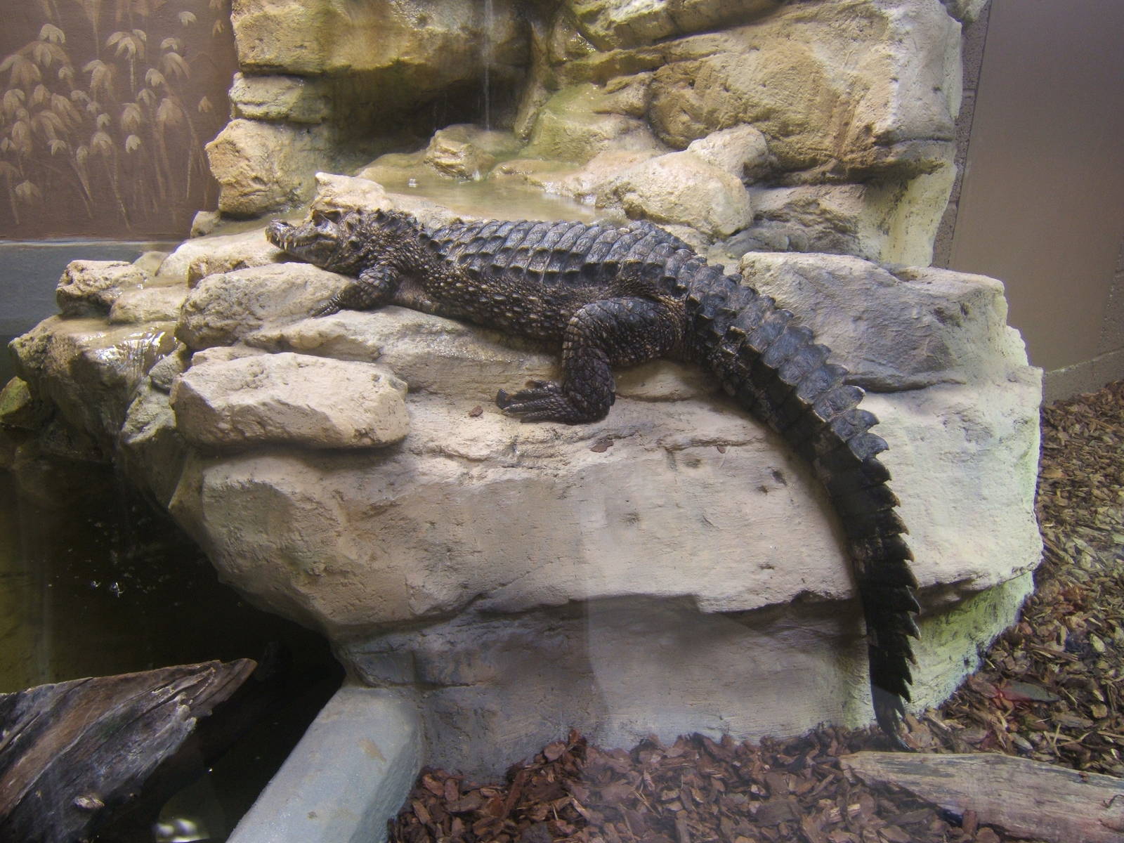 Schneider`s Dwarf Caiman
