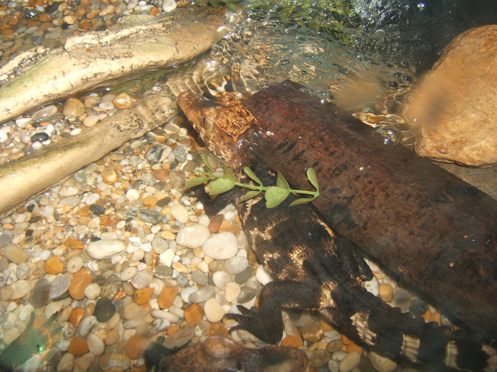 Schneider`s Dwarf Caiman