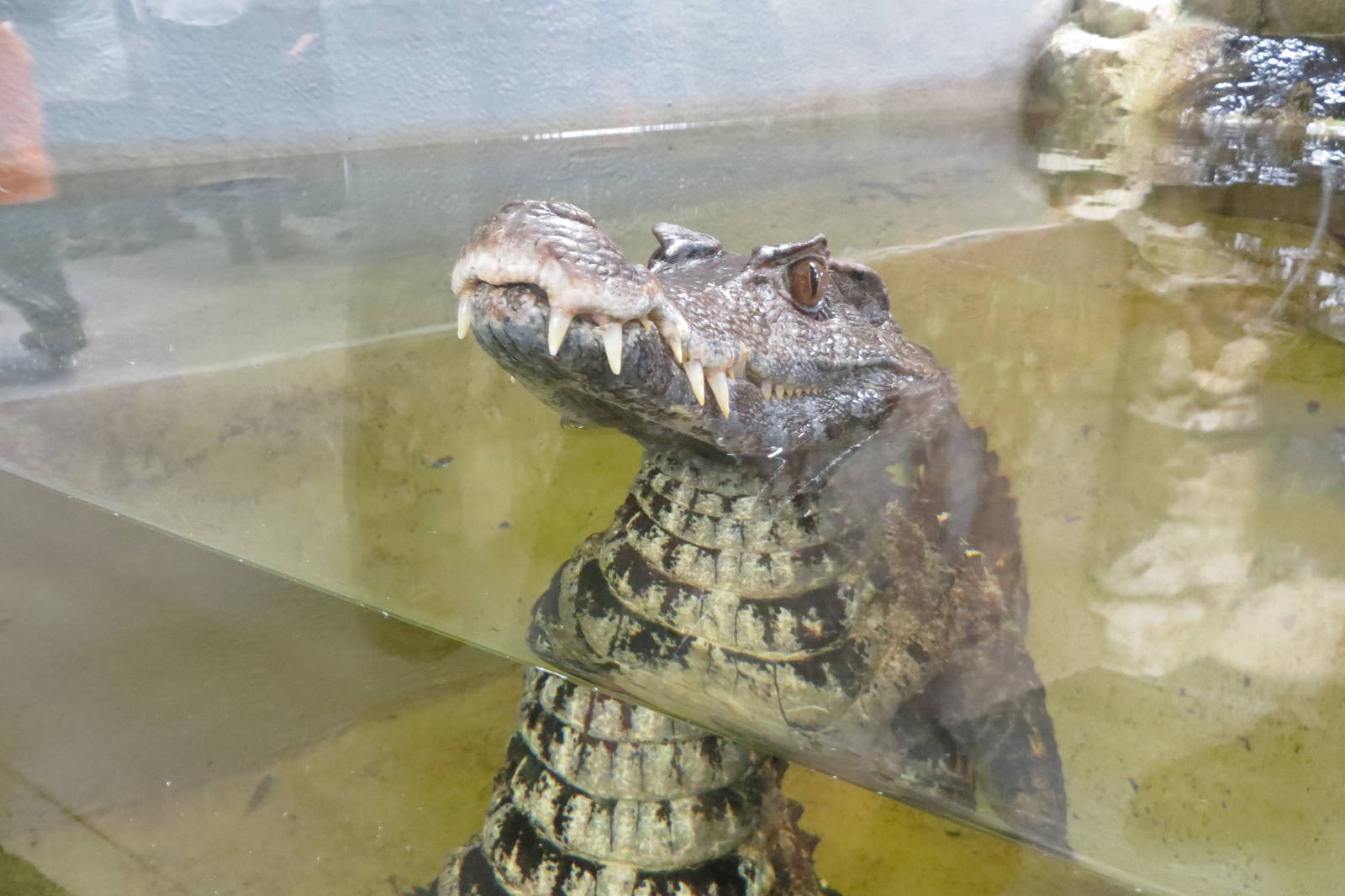 Schneiders Dwarf Caiman 08/14