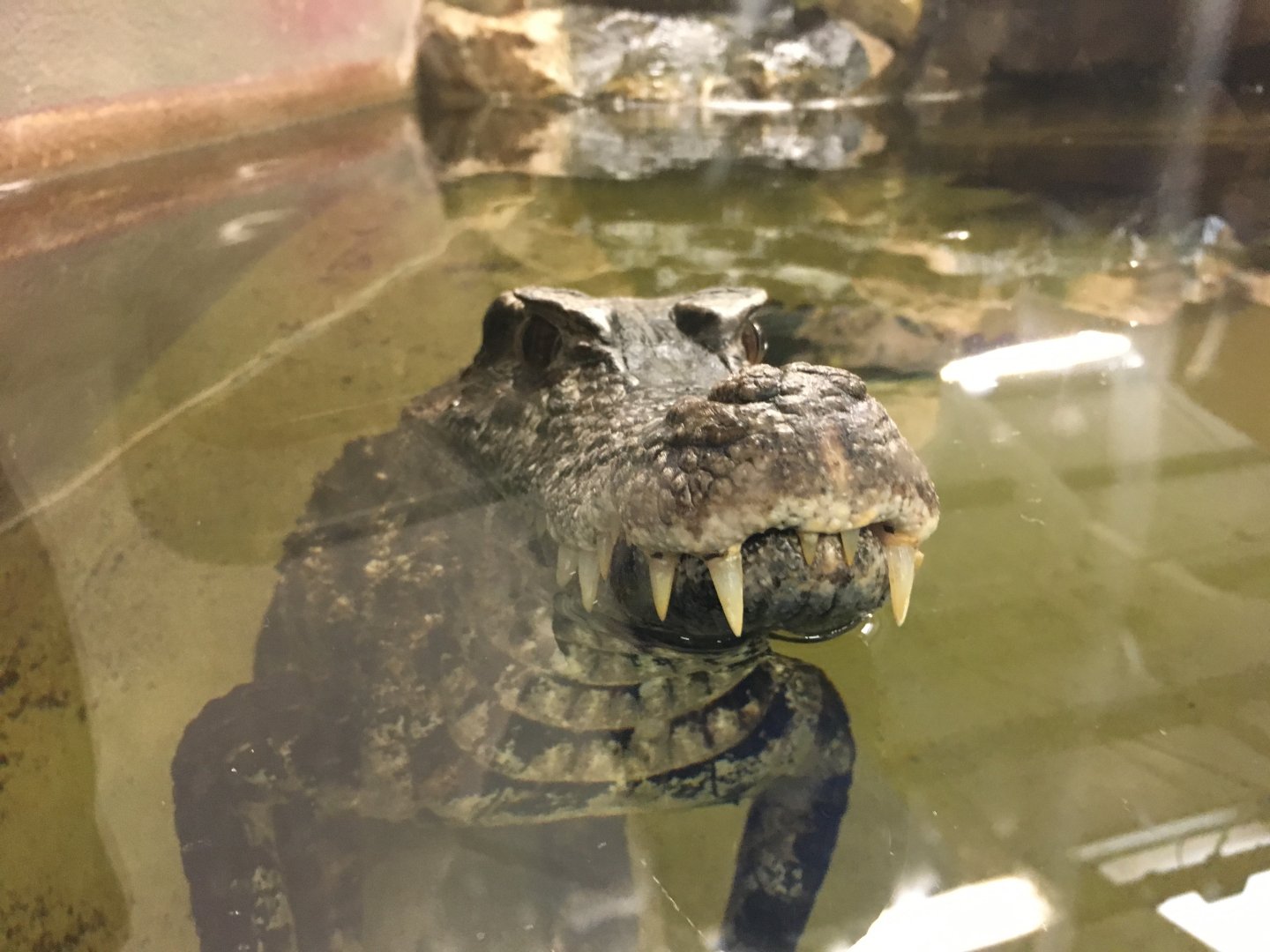 Schneider's Dwarf Caiman 100917