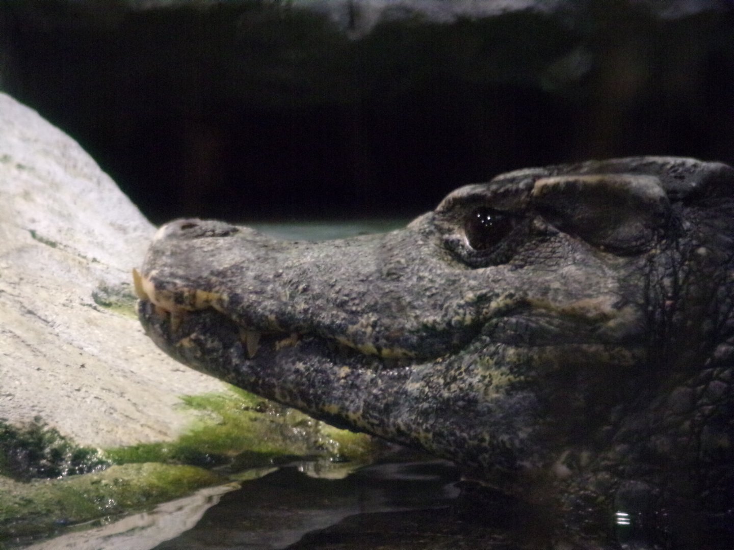 Schneider’s dwarf caiman 13.7.25