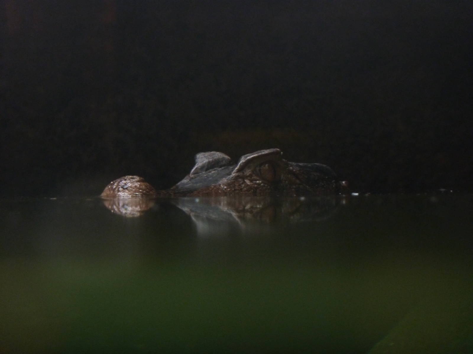 Schneider's dwarf caiman, 7th April 2012.