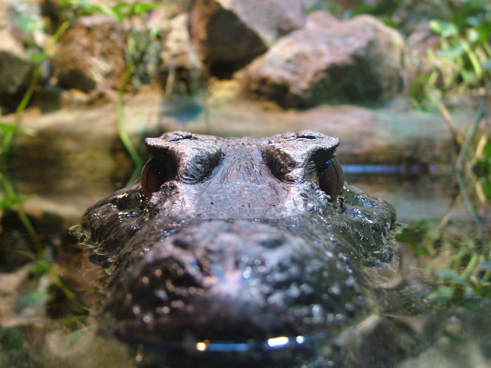 Schneider's Dwarf Caiman at Bioparco Rome 15/10/09