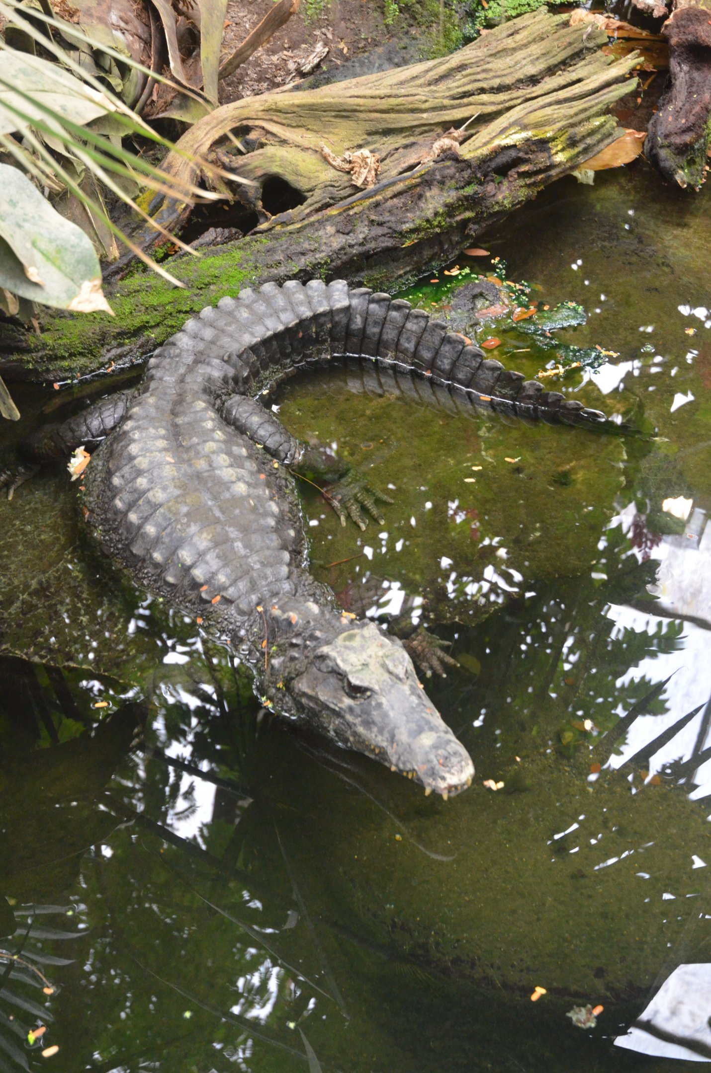 Schneider's Dwarf Caiman at Krefeld, 15/06/19