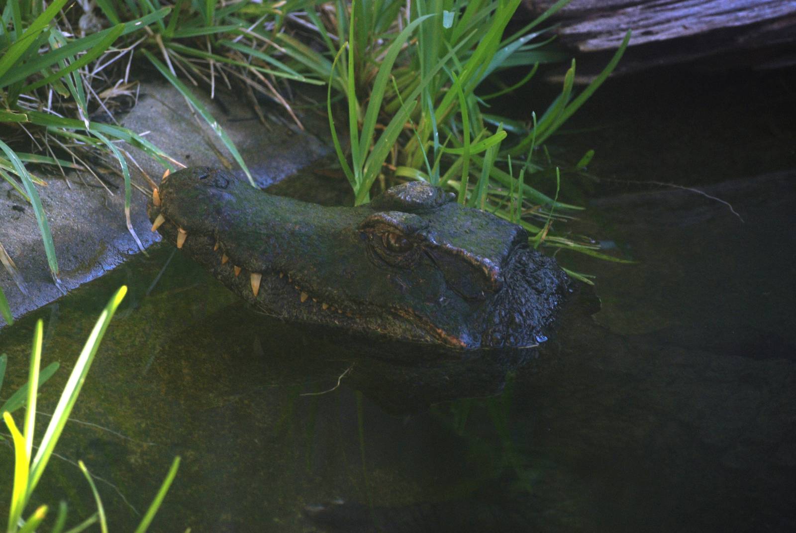 Schneider's Dwarf Caiman at St. Augustine, 11/10/13