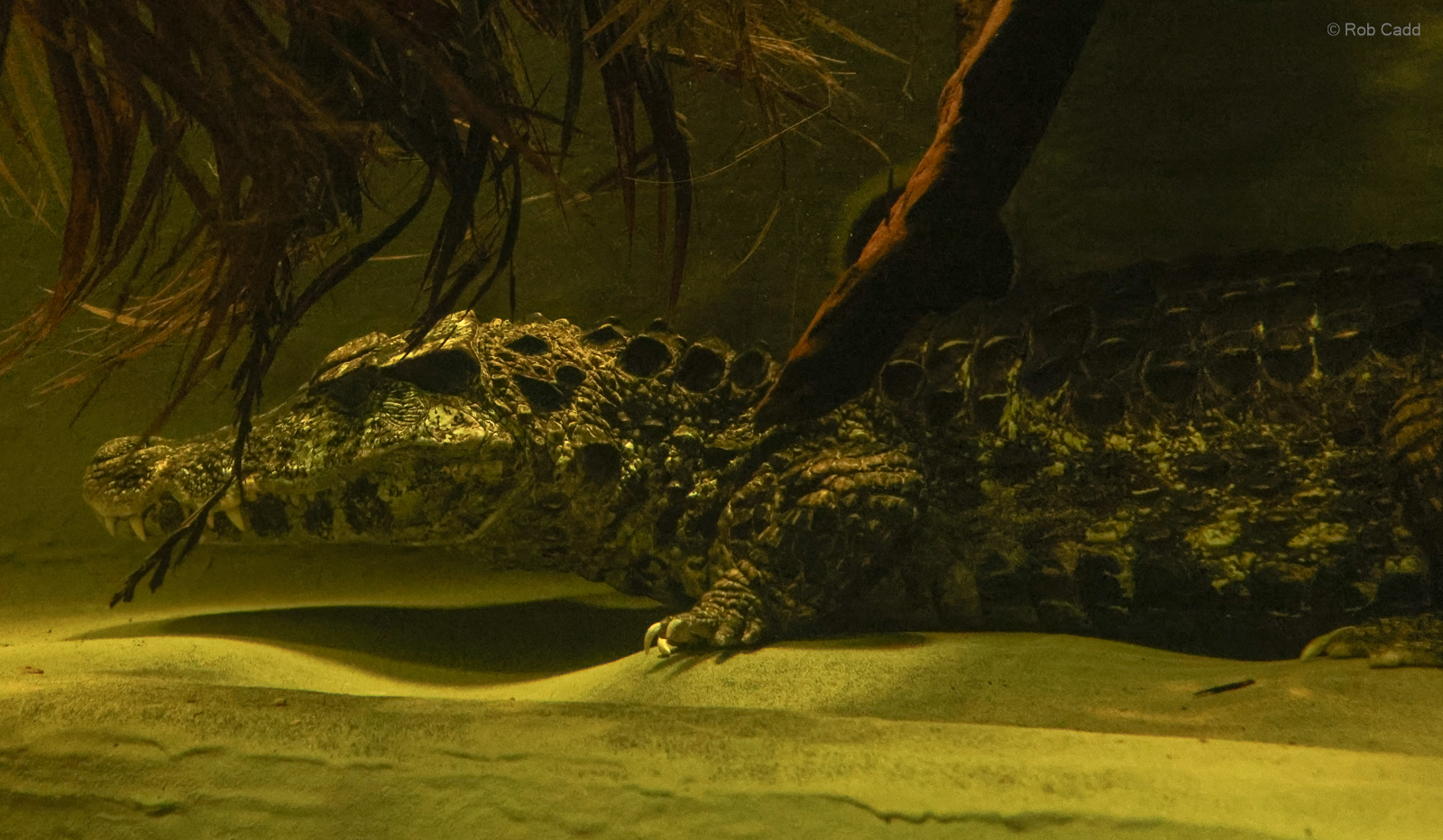 Schneider's dwarf caiman : Crocodiles of the World : 07 Jun 2024