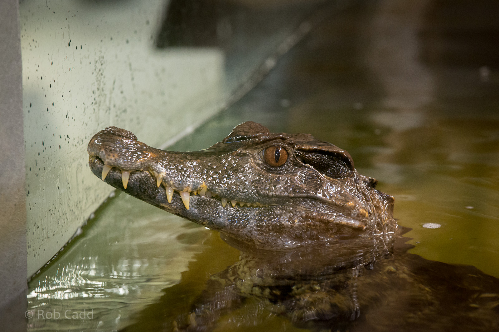 Schneiders dwarf caiman : Crocodiles of the World : 14 Nov 2014