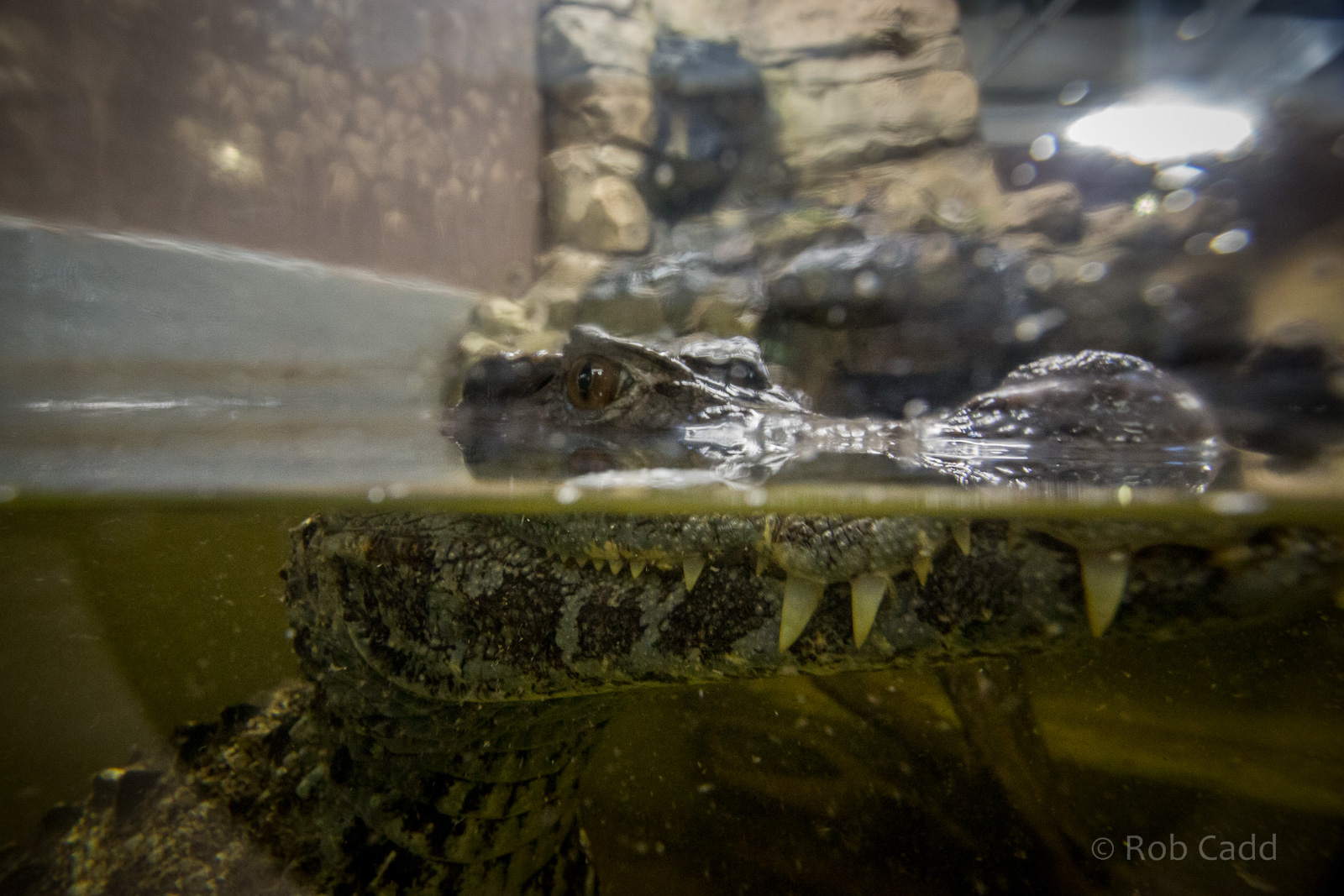 Schneiders dwarf caiman : Crocodiles of the World : 14 Nov 2014