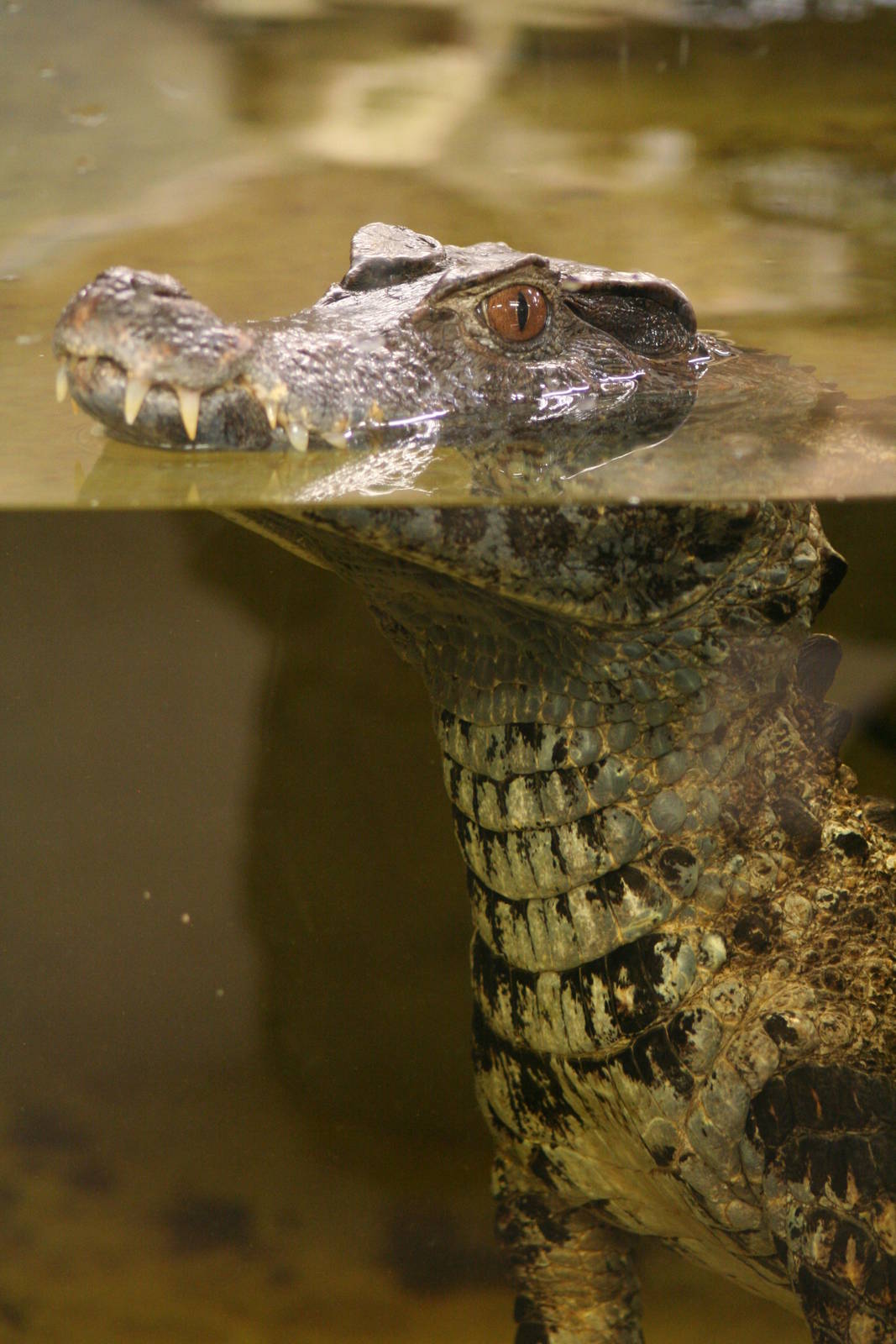 Schneider's Dwarf Caiman @ Crocodiles of the World; 24.10.2014