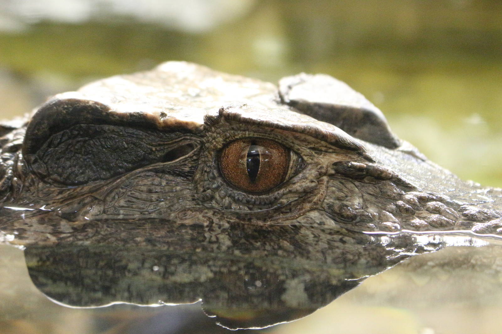 Schneider's Dwarf Caiman @ Crocs of the World 23.09.2016