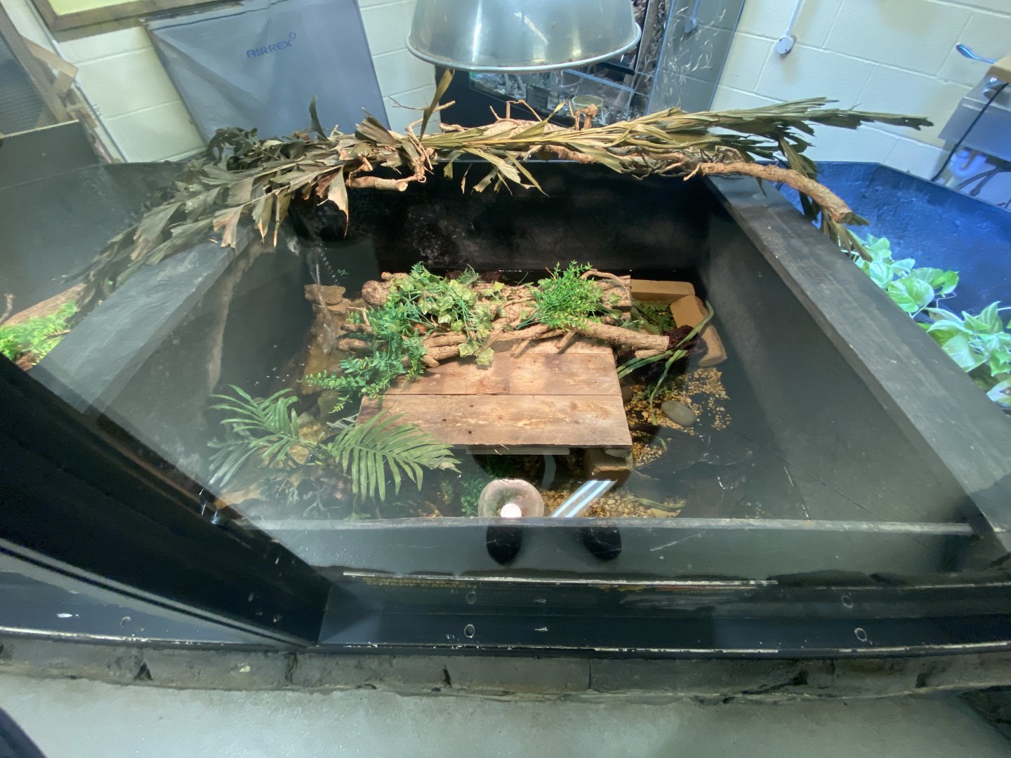 Schneider’s dwarf caiman enclosure