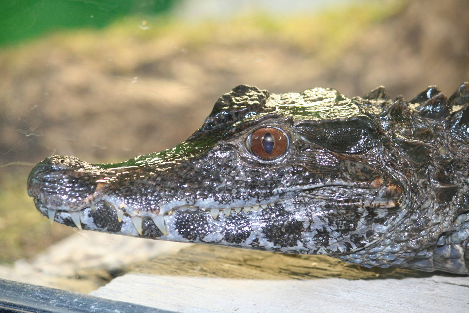 Schneider's dwarf caiman